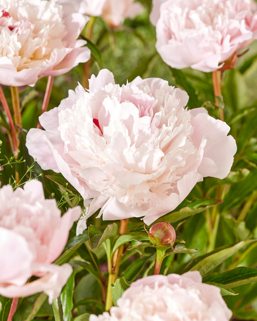 Peony-Paeonia Immaculee 1-pakning